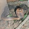Poisonous Bronx Zoo Cobra Still On The Loose